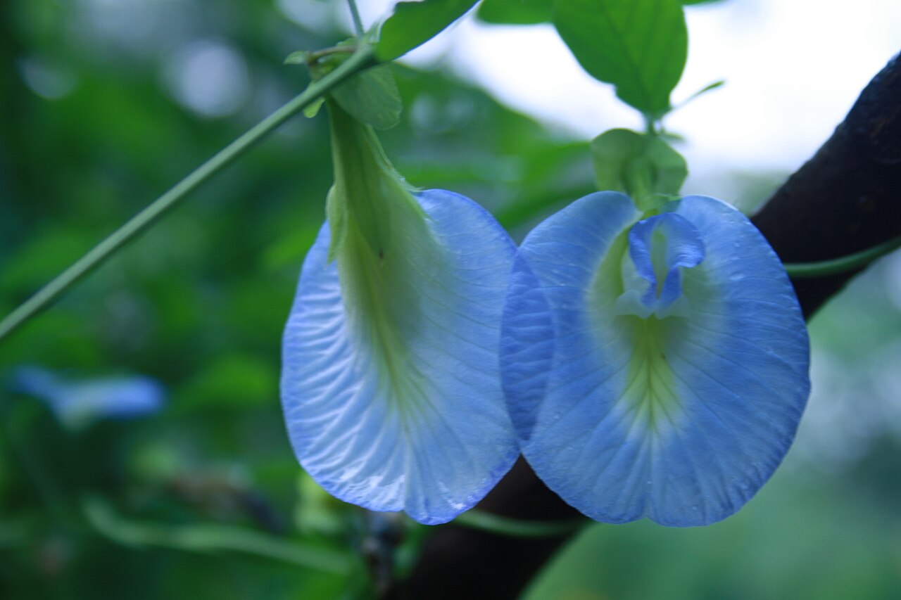 jaga kesehatan mata dengan obat herbal, bunga telang
