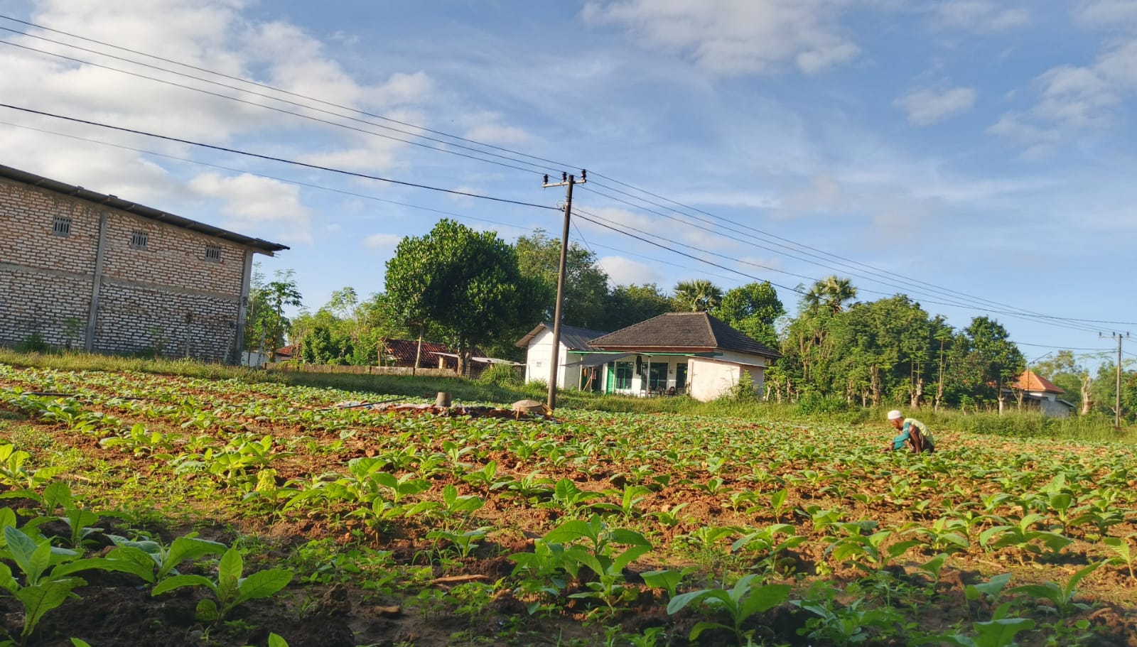 BERCOCOK TANAM: Seorang petani sedang merawat tanaman tembakaunya di Desa Jelbudan, Kecamatan Dasuk, Sumenep, Sabtu (12/7).
