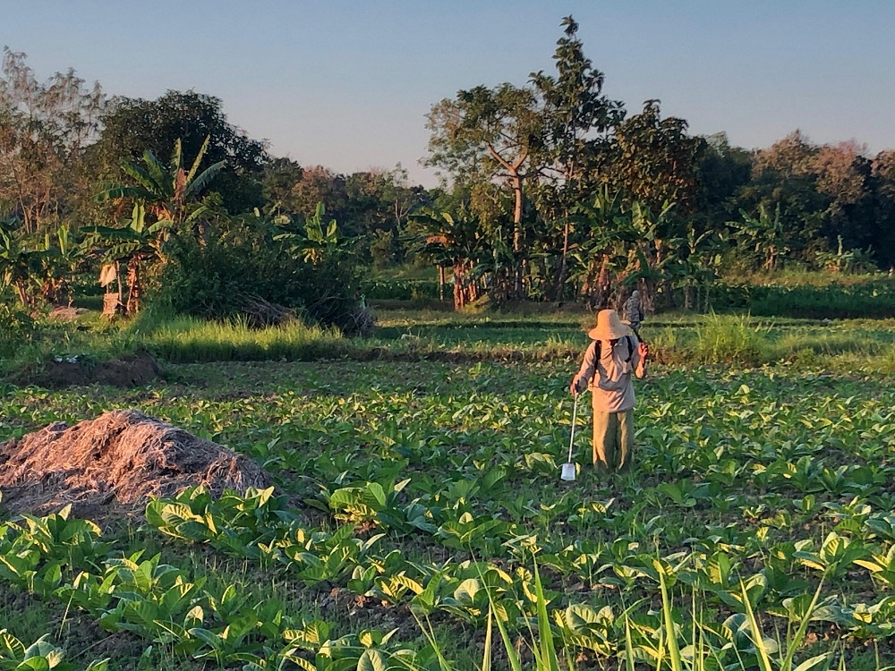 PRODUKTIF: Petani sedang menyiram tembakau di sawah Desa Montok, Kecamatan Larangan, Pamekasan, Senin (21/07)
