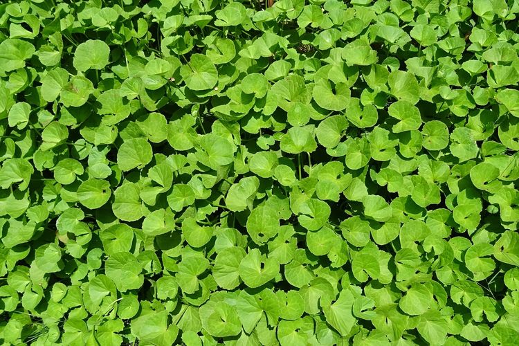 Daun pegagan juga bisa digunakan untuk obat luka dan radang