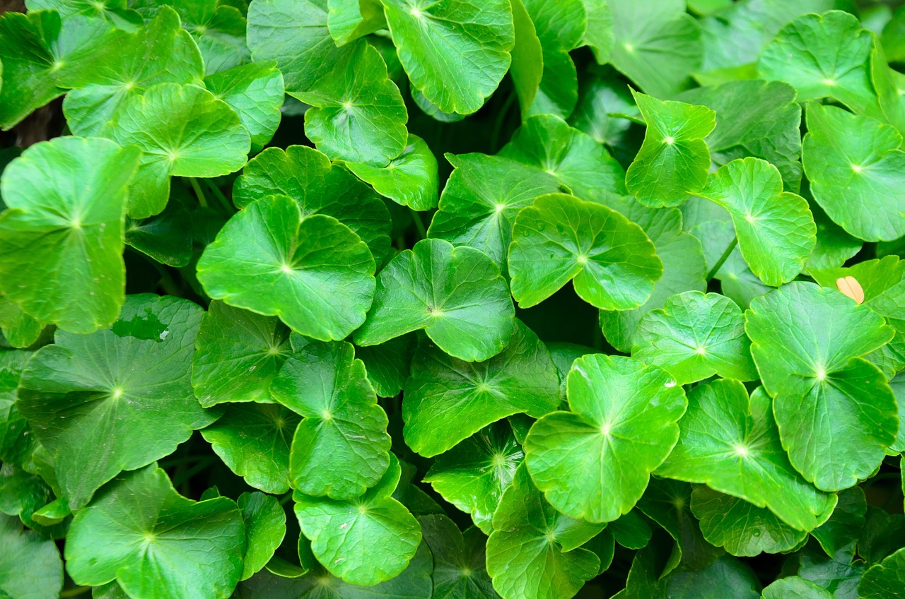 Daun pegagan atau Centella Asiatica semakin populer sebagai bahan alami untuk merawat kecantikan kulit wajah.