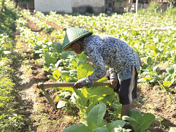 SEPENUH TENAGA: Petani merapikan lahan tembakau miliknya di Kecamatan Kadur, Pamekasan, Jumat (1/8). (FAHMI JALIL/JPRM)