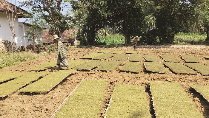 DAUN EMAS: Petani menjemur rajangan tembakau di di Desa Rajun, Kecamatan Pasongsongan, Senin (4/8). (HASAN UNTUK JPRM)