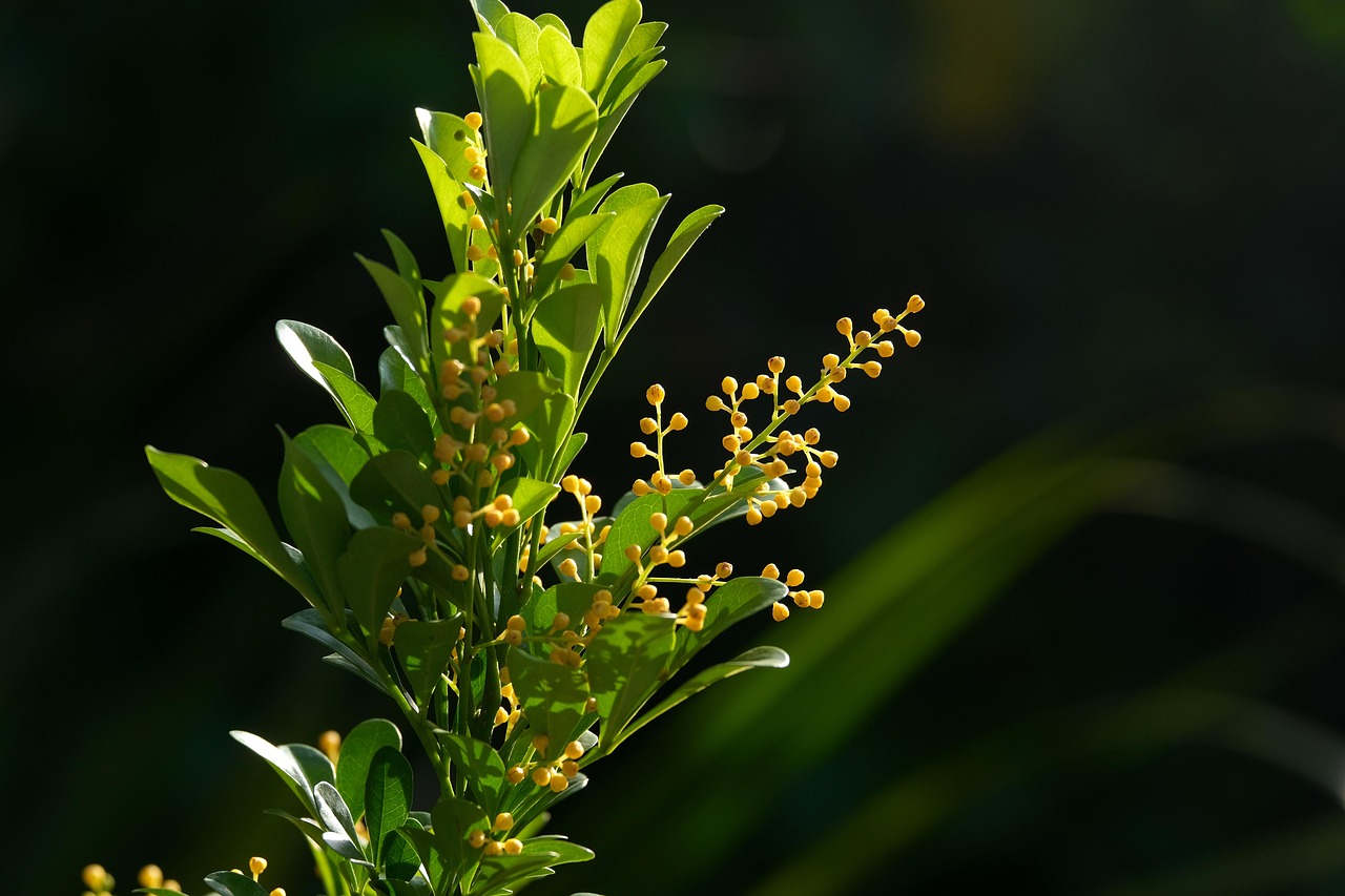 Aglaia odorata memiliki wangi yang bisa dijadikan aroma terapi untuk kesehatan