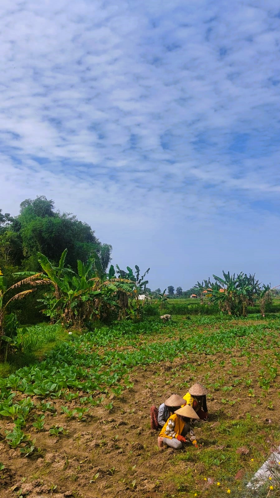 KERJA KERAS: Petani sedang merawat tanaman tembakau di Kelurahan Karang Dalem, Kecamatan Sampang, Selasa (24/6).