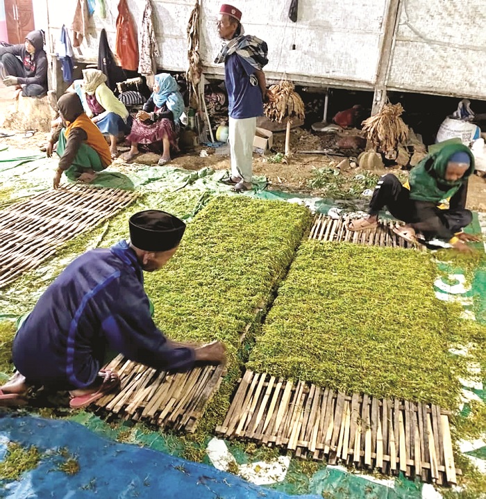 USAHA: Sejumlah petani sedang bersiap menjemur rajangan tembakau di Desa Rajun, Kecamatan Pasongsongan, Sumenep, Kamis (14/8). (HASAN UNTUK JPRM)