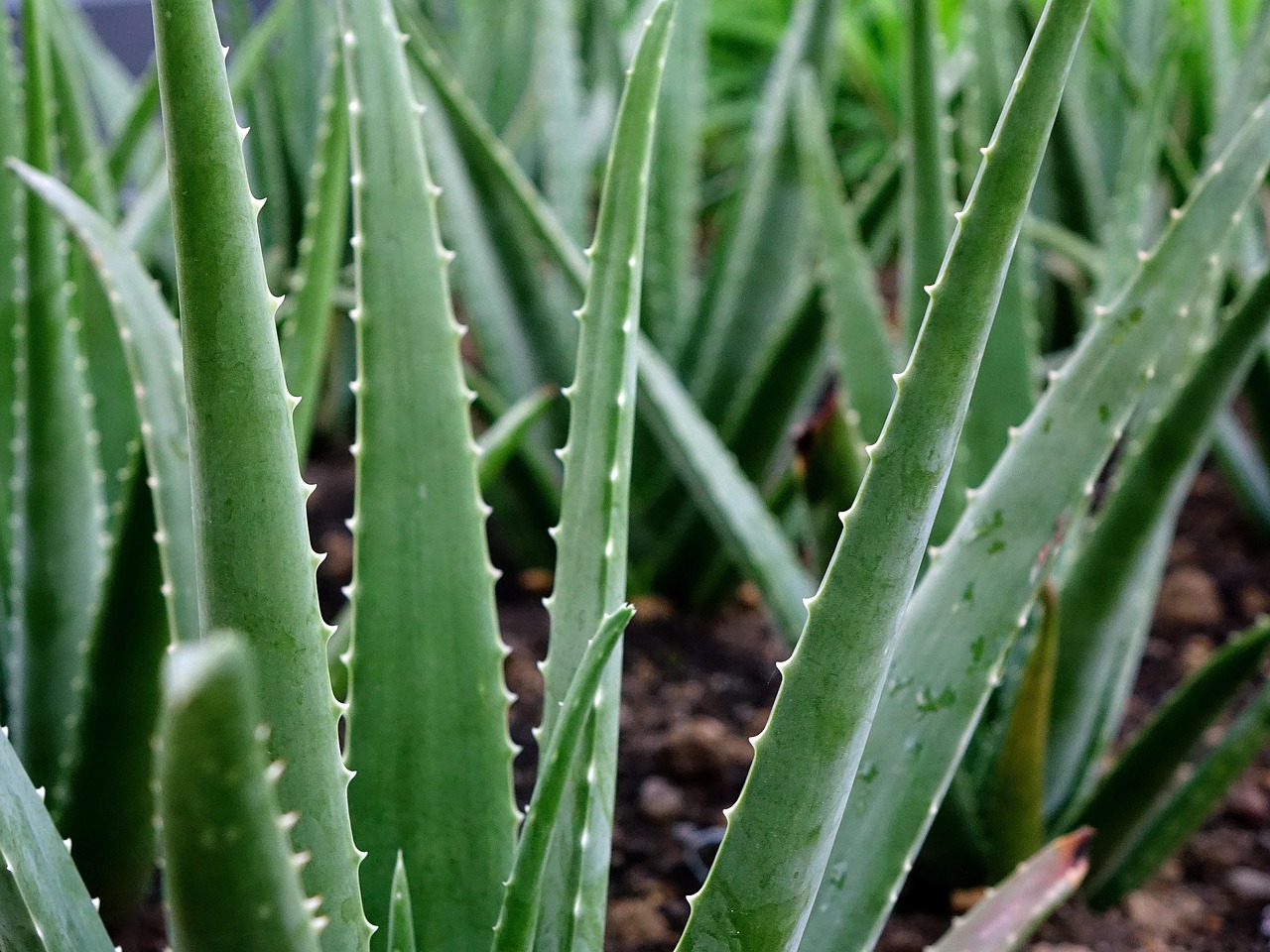 Selain aloin, gel lidah buaya juga mengandung enzim, vitamin, dan mineral yang mendukung kesehatan usus.