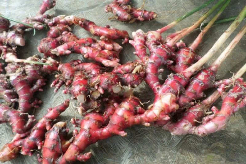 Konsumsi jahe merah berlebihan bisa bahaya bagi penderita Diabetes