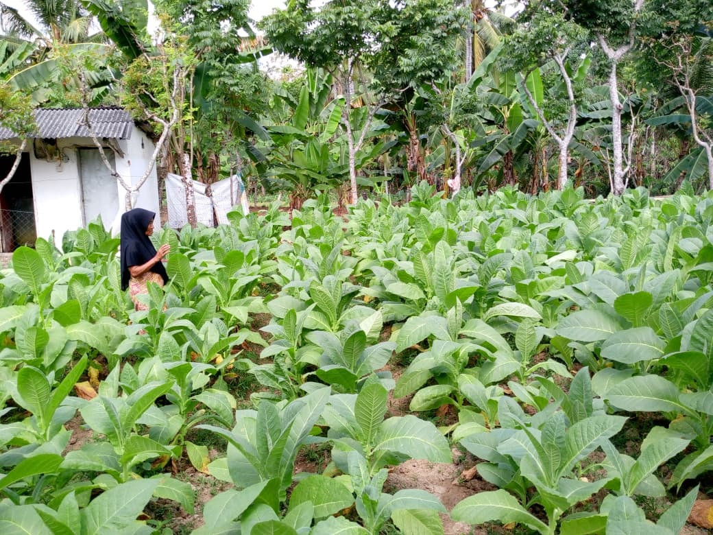 HIJAU: Petani berada di lahan tembakaunya di Desa Moncek Timur, Kecamatan Lenteng, Sumenep, Senin (18/8).