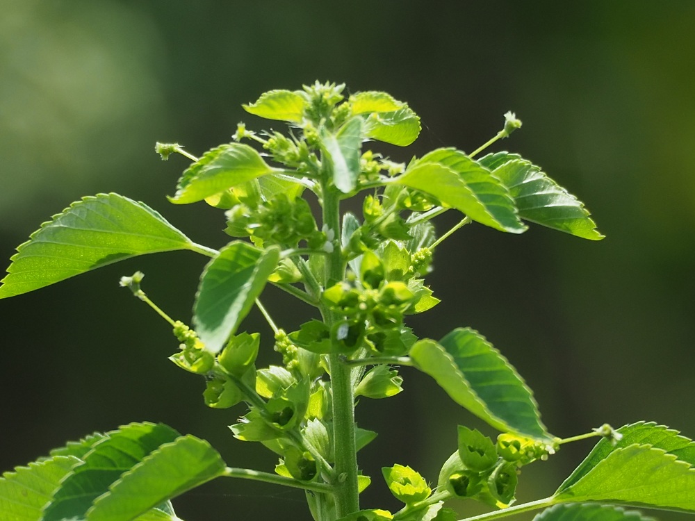 anting-anting atau Acalypha indica yang tumbuh subur di pekarangan maupun tanah kosong