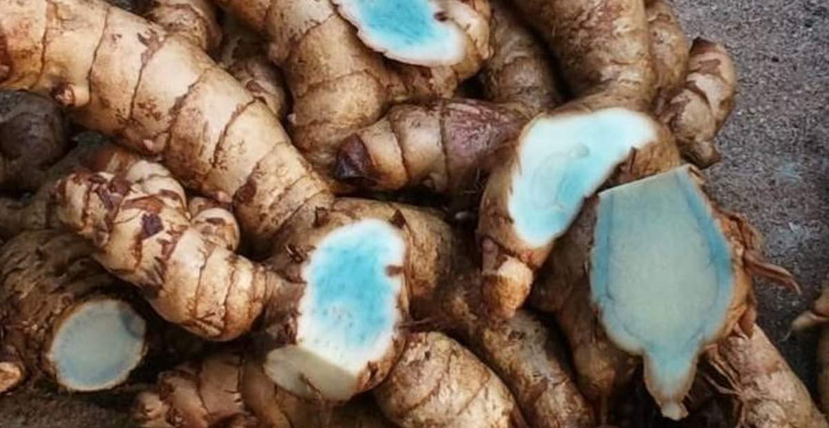 Salah satu manfaat utama temu ireng adalah meningkatkan sistem pencernaan dan nafsu makan.