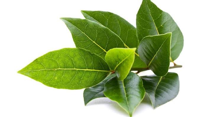 Rahasia besar manfaat meminum rebusan air daun salam
