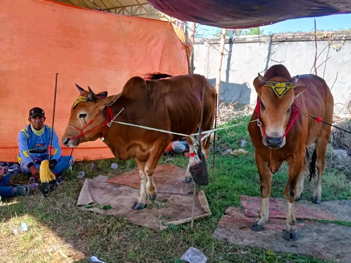 UJI COBA: Sapi karapan Tim Bojoku Nakal melakukan uji coba di Lapangan Mitra Kencana, Desa Apaan, Kecamatan Pangarengan, Sampang, Sabtu (23/8).