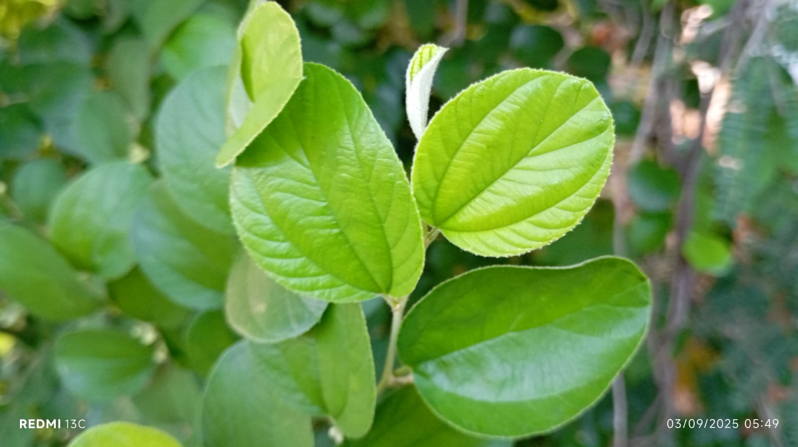 Daun bidara yang dahulu hanya dikenal dalam pengobatan tradisional kini menjadi primadona baru di dunia herbal.