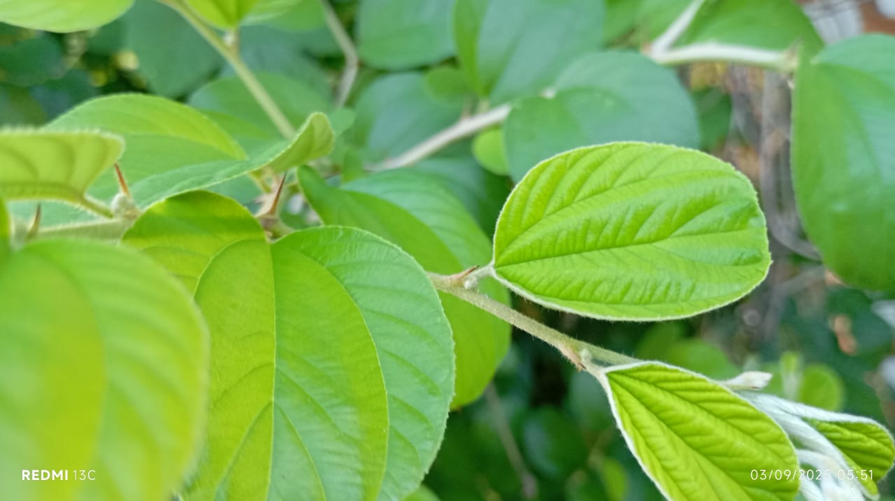 Rebusan air daun bidara dipercaya efektif meredakan panas dalam dan menurunkan demam secara alami.