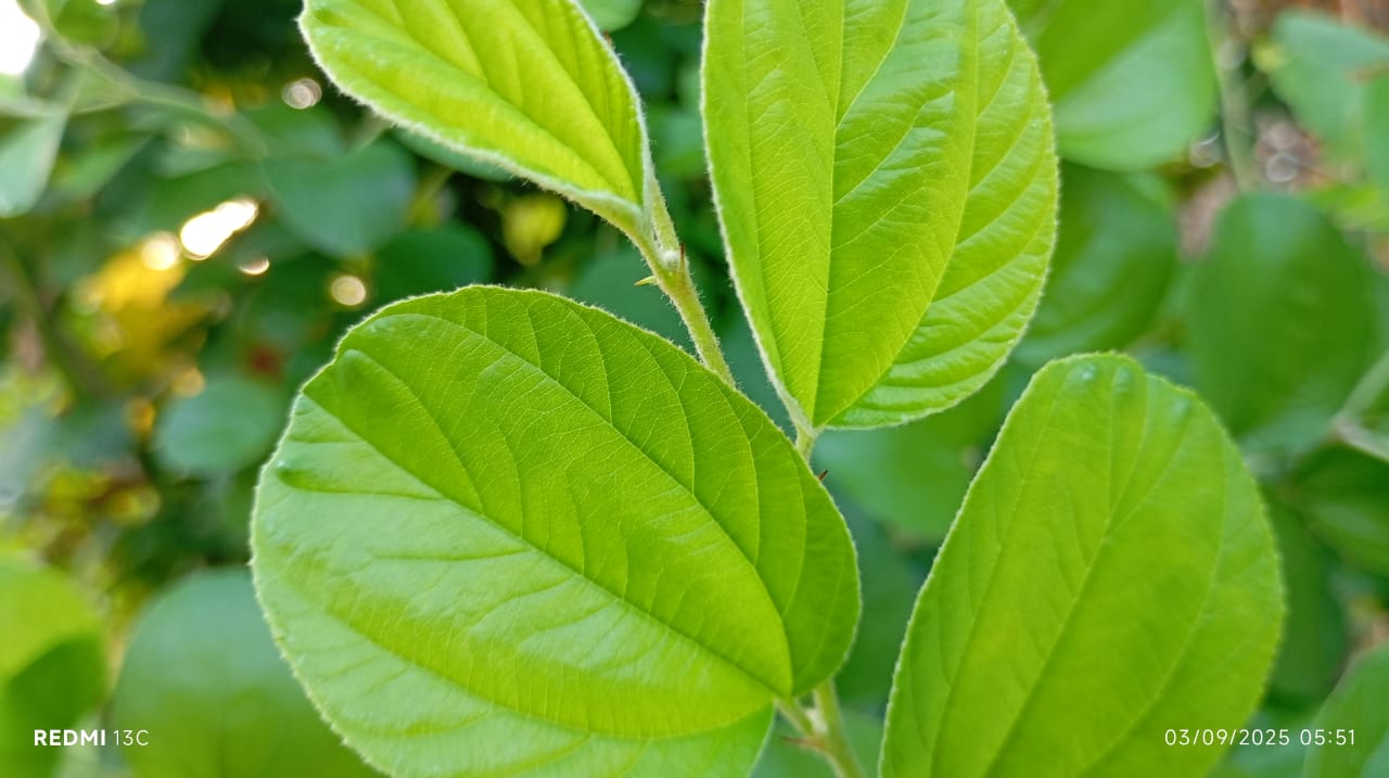 Manfaat daun bidara untuk kesehatan ternyata didukung oleh berbagai penelitian ilmiah.