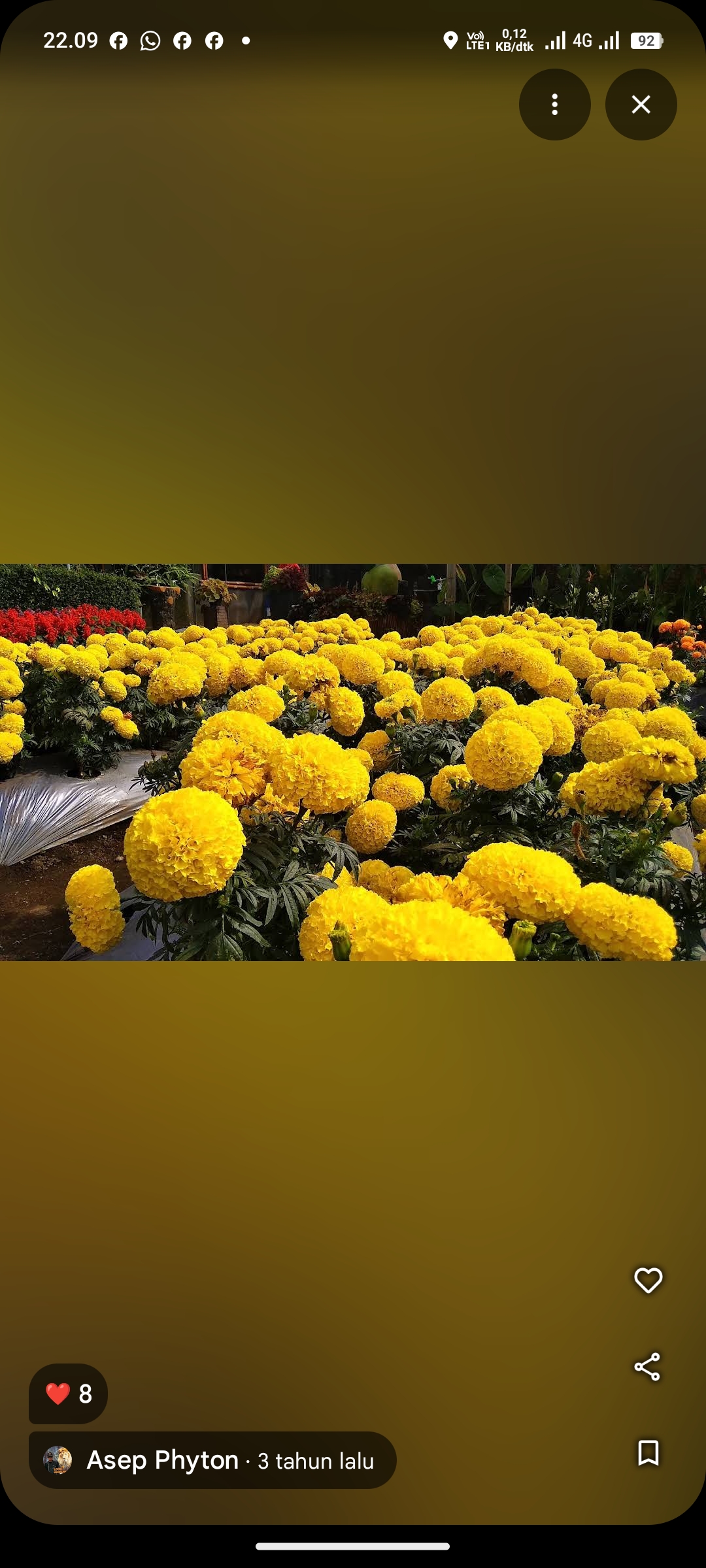 Kebun Begonia, Lembang