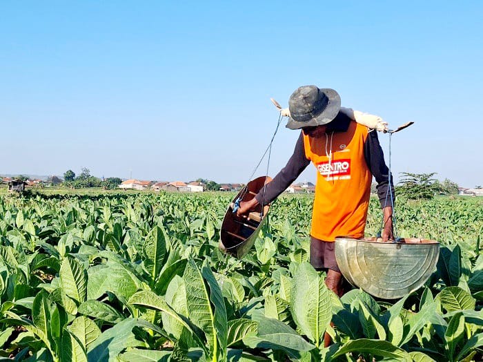 DAUN EMAS: Seorang petani sedang menyirami tanaman tembakaunya yang terletak di Desa Babbalan, Kecamatan Batuan, Sumenep, Jumat (5/9). (MOH. LATIF/JPRM)