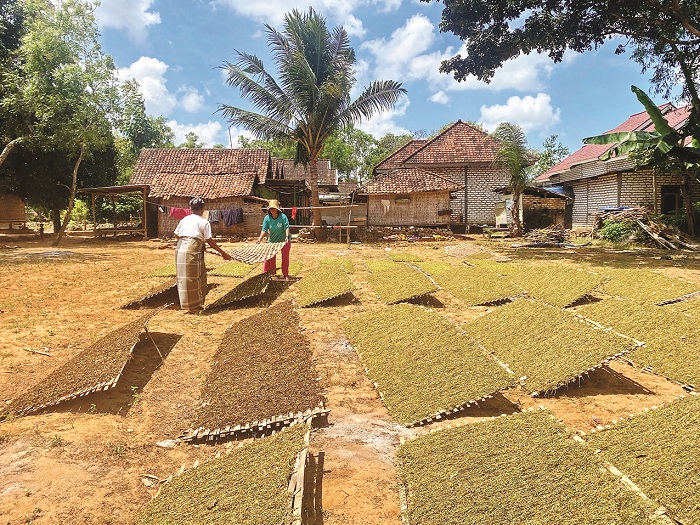 PANEN: Warga saat menjemur tembakau di Desa Campor, Kecamatan Proppo, Pamekasan, Senin (1/9). (AYU LATIFAH/JPRM)