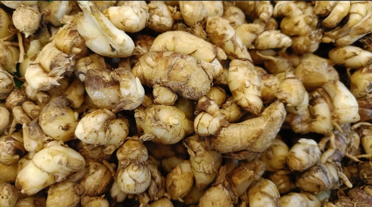 Tidak hanya sebagai bahan bumbu, Kencur juga digunakan sebagai obat herbal