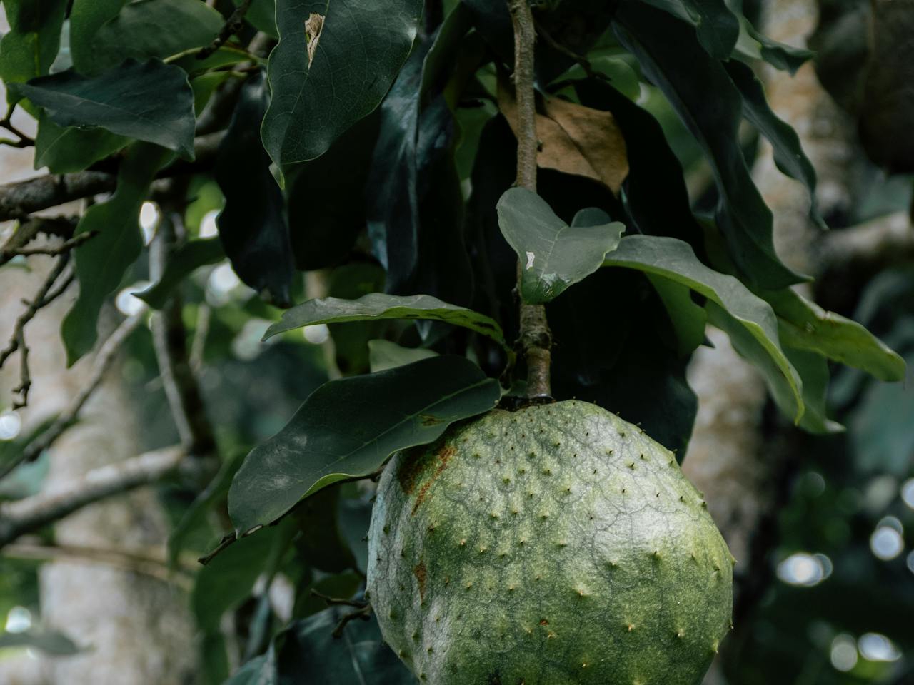 Daun sirsak berkhasiat untuk penyakit kanker