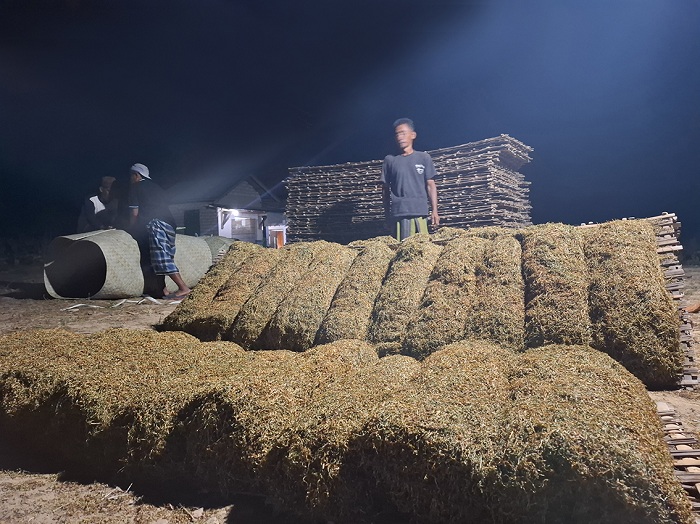 PANEN: Petani mendinginkan rajangan tembakau di Desa Moncek Timur, Kecamatan Lenteng, Sumenep, Minggu (14/9). (MOH. LATIF/JPRM)