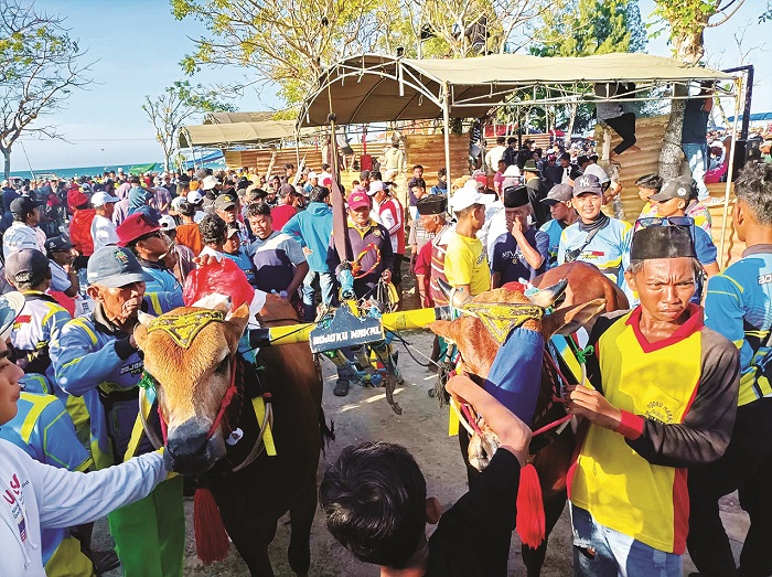LOLOS: Sapi kerap Laskar Mojopahit dari tim Bojoku Nakal saat mengikuti karapan sapi tingkat kabupaten di Lapangan Priok, Ketapang, Sampang, Sabtu (13/9). (MOHDI UNTUK JPRM)