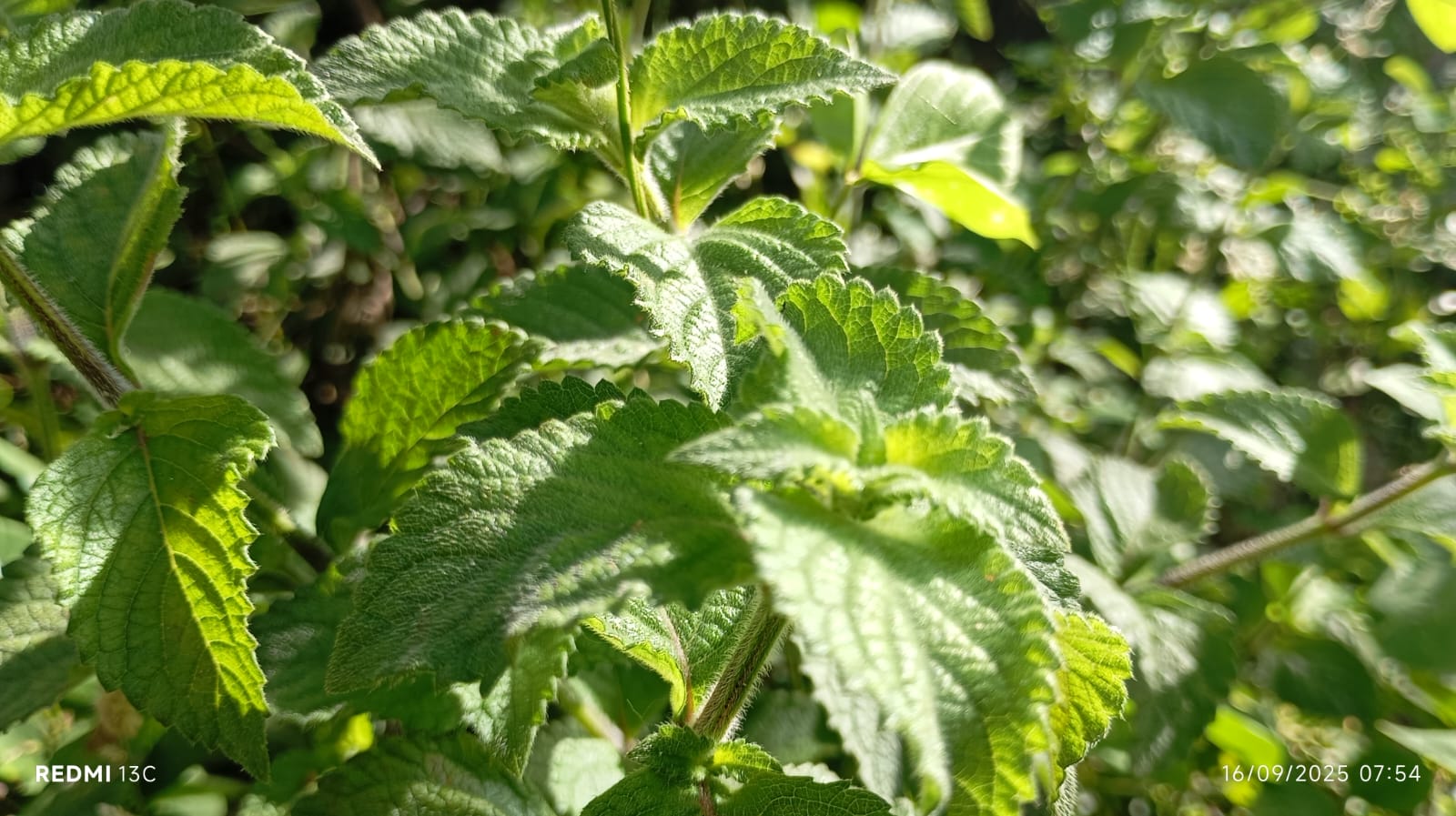 Tips konsumsi daun jelatang bagi penderita diabetes
