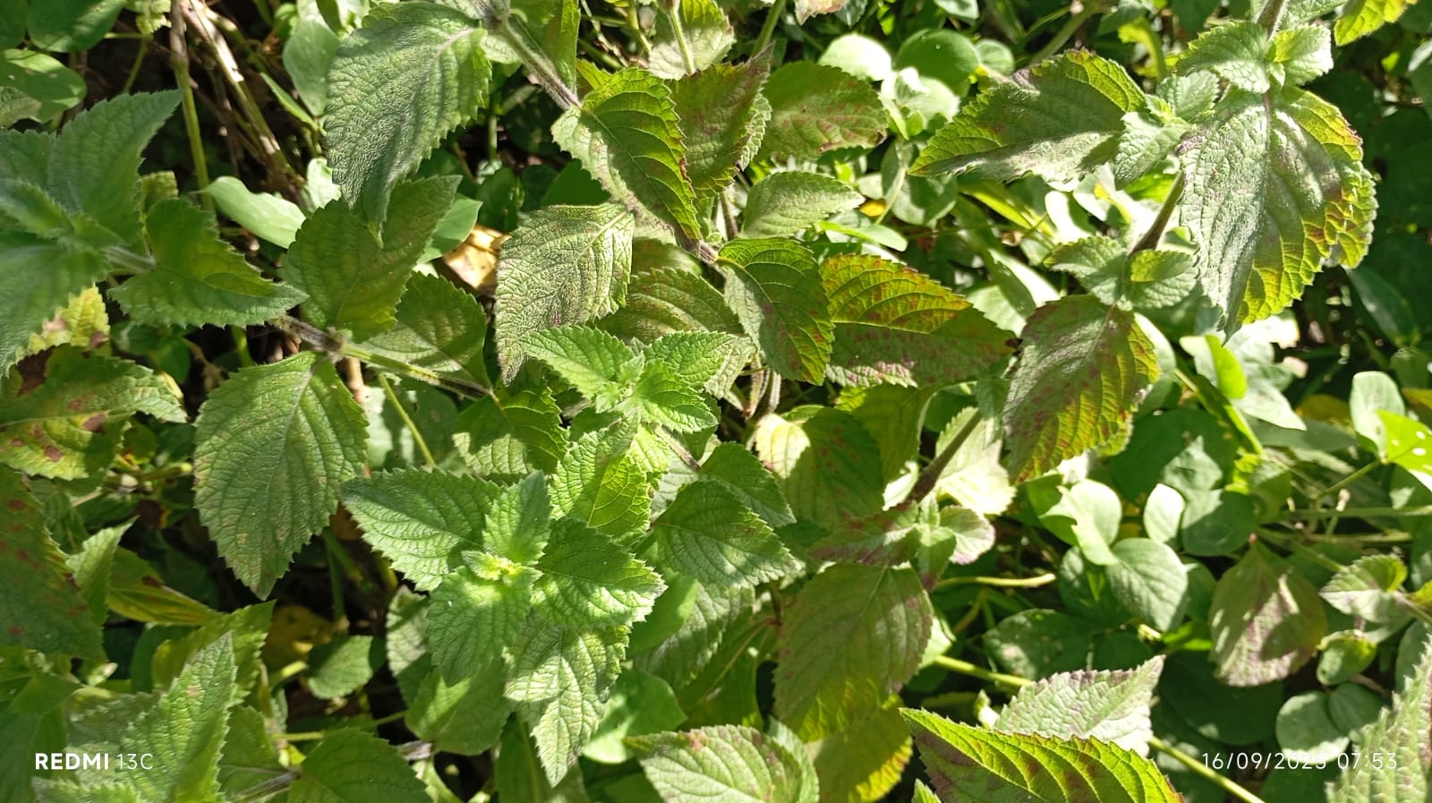 Daun jelatang bisa dicampur dengan berbagai macam bahan lain