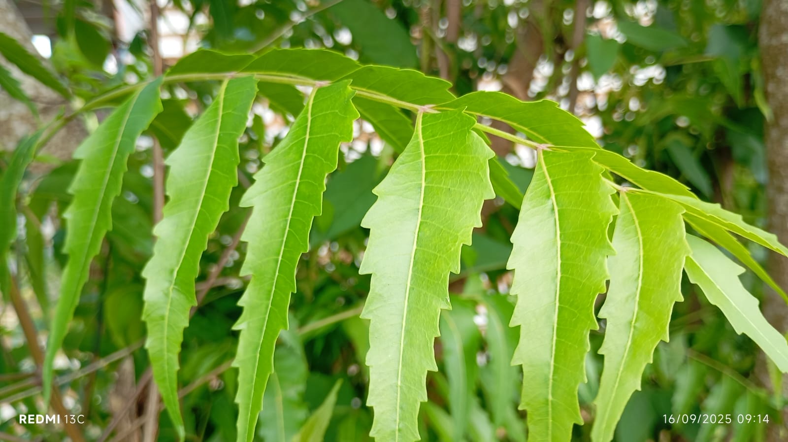 Daun mimba jadi solusi herbal atasi masalah mulut