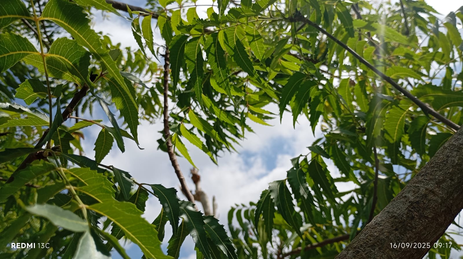 Untuk Obat herbal, daun mimba dibuat berbagai macam resep