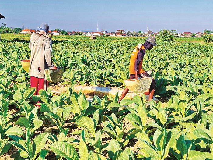 DAUN EMAS: Petani sedang merawat tembakaunya di Desa Babbalan, Kecamatan Batuan, Sumenep, Jumat (5/9). (MOH. LATIF/JPRM)