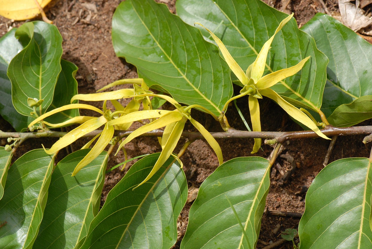 Bung kenanga hasilkan minyak esensial untuk aroma terapi