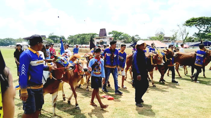 JAWARA: Para pengerap mengarak sapi karapan jagoannya saat masuk final Piala Bupati Bangkalan 2025, Minggu (21/9). (M. KHOLIL RAMLI/JPRM)