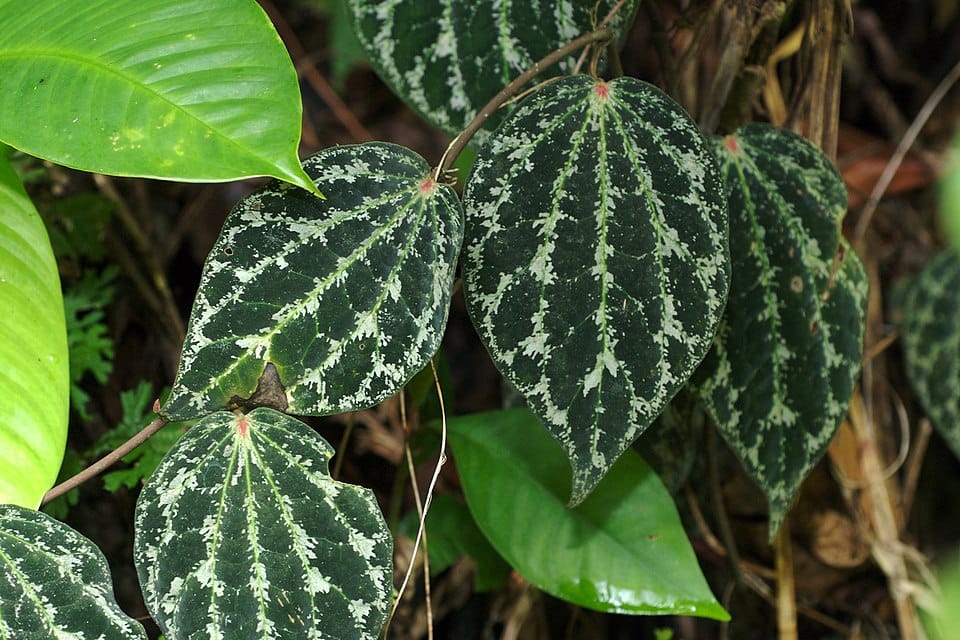 Daun sirih merah bagus untuk keputihan