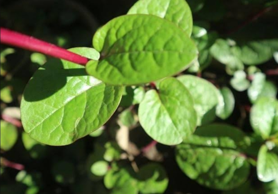 Daun binahong, herbal alami untuk penderita asam lambung