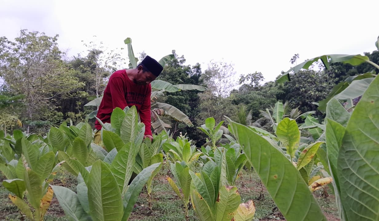 DAUN EMAS: Petani di Desa Larangan Glintong, Kecamatan Klampis, mengecek hama ulat di pertanian tembakau miliknya, Sabtu (4/10).