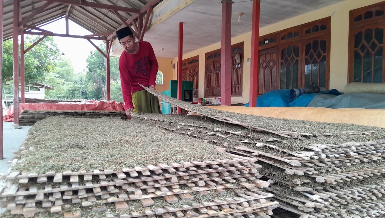 PENGERINGAN: Saruji, warga Dusun Lantong, Desa Larangan Glintong, Kecamatan Klampis, sedang milihat kualitas tembakau sebelum dikirim ke gudang, Sabtu (4/10).