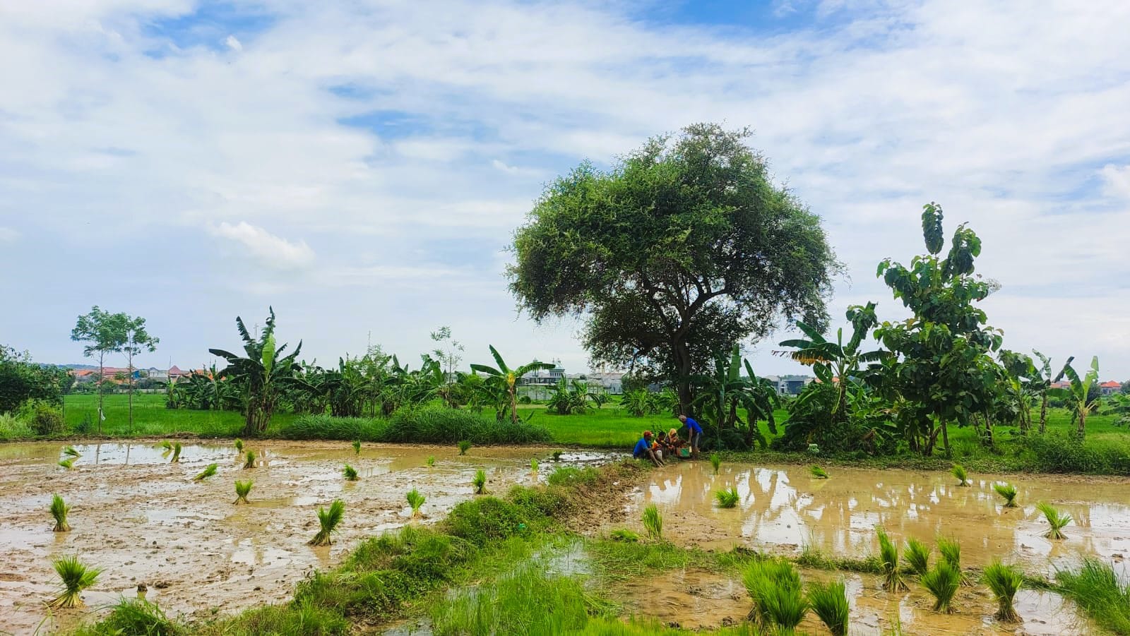 LAHAN PRODUKTIF: Petani sedang membersihkan rumput di sawahnya di Desa Tanggumong, Kecamatan Sampang, Selasa (21/1).