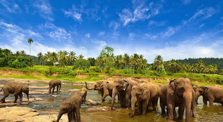 Daya tarik utama Way Kambas adalah Pusat Latihan Gajah (PLG) yang menjadi ikon wisata edukatif.