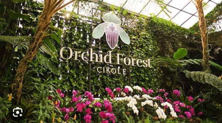 Paduan udara sejuk Lembang dan gemerlap cahaya membuat suasana malam di Orchid Forest begitu memikat.