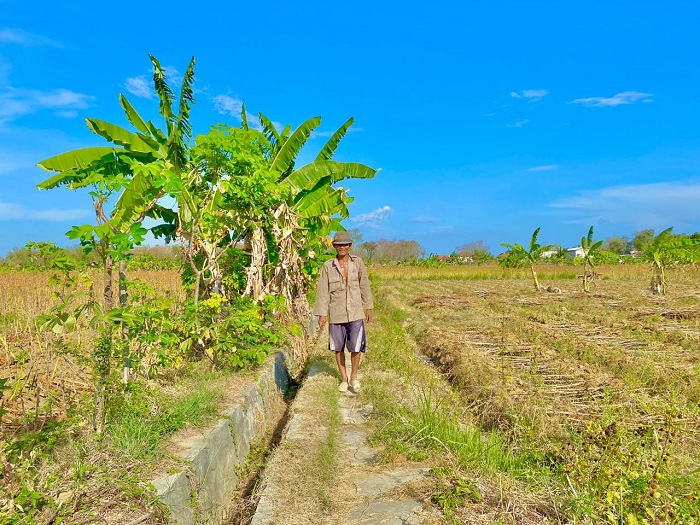PERTANIAN: Seorang petani pulang setelah mengarit di Kelurahan Kangenan, Kecamatan Kota Pamekasan, Senin (13/10). (FAHMI JALIL/JPRM)