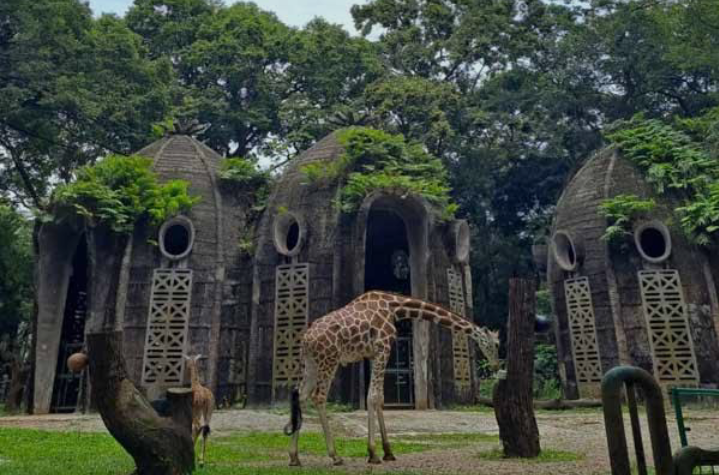 Wisata kebun binatang yang wajib dikunjungi