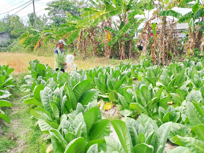 BERCOCOK TANAM: Junaidi sedang memantau tanaman tembakau yang ditanam di lahan sawah miliknya di Dusun Poteran, Desa Dhawma Camplong, Sampang, Senin (8/9). (UBAIDILLAHIR RAIE/JPRM)