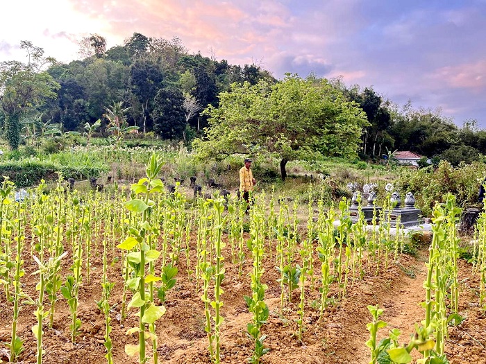 JADI REBUTAN: Suja&rsquo;i berada di lahan tembakaunya di Desa Bakeong, Kecamatan Guluk-Guluk, Sumenep, Senin (15/9). (MOH. IQBAL/JPRM)