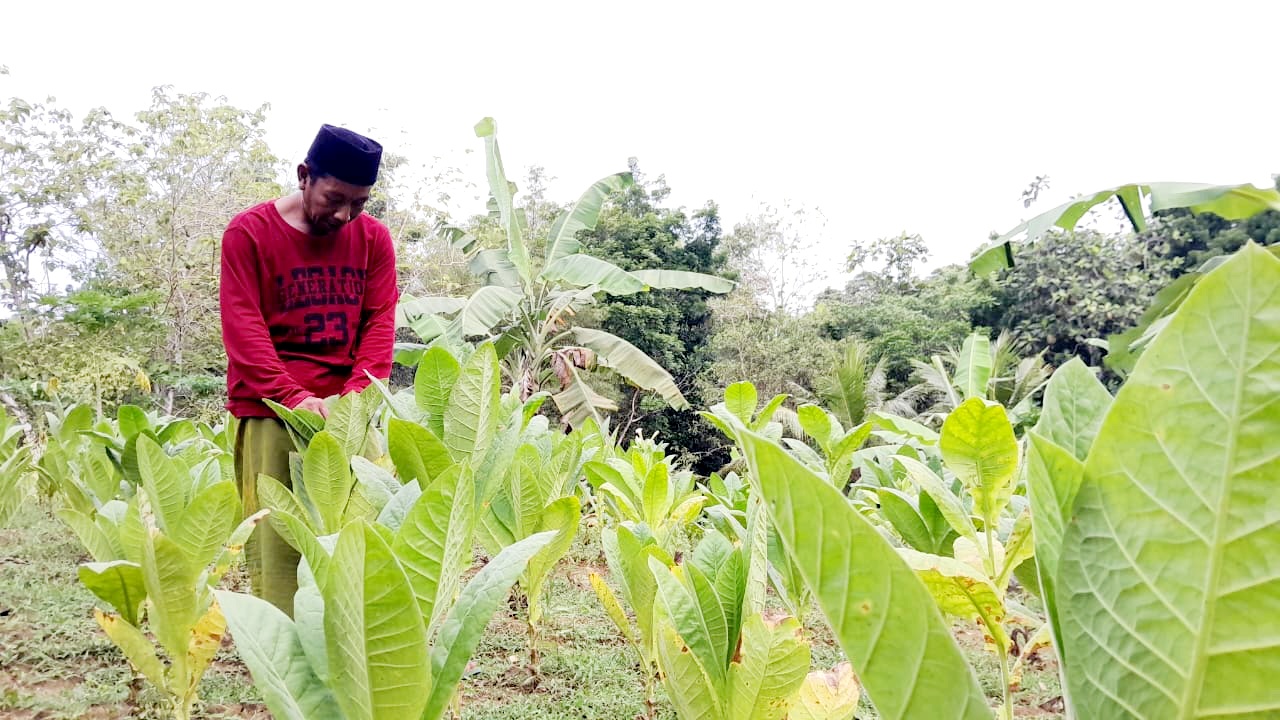 TELATEN: Petani merawat tanaman tembakau miliknya di Desa Konang, Kecamatan Galis, Pamekasan, Kamis (3/7). (DOK JPRM)