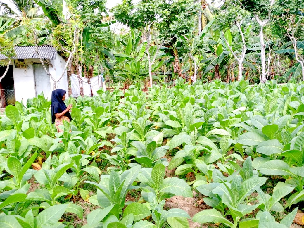 HIJAU: Seorang petani sedang memantau perkembangan tanaman tembakaunya di Desa Moncek Timur, Kecamatan Lenteng, Sumenep, pada Agustus lalu. (MOH. IQBAL/JPRM)