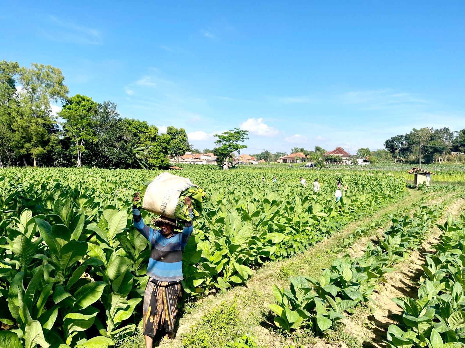 TERIK: Petani tembakau di Desa Klompang Timur, Kecamatan Pakong, Pamekasan, menyunggi tembakau, Jumat (29/8). (MOH. IQBAL AFGANI/JPRM)