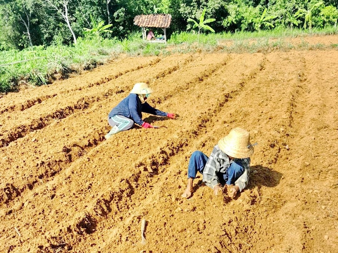 KOMODITAS UNGGULAN: Petani sedang menanam bawang merah di Desa/Kecamatan Rubaru, Sumenep.