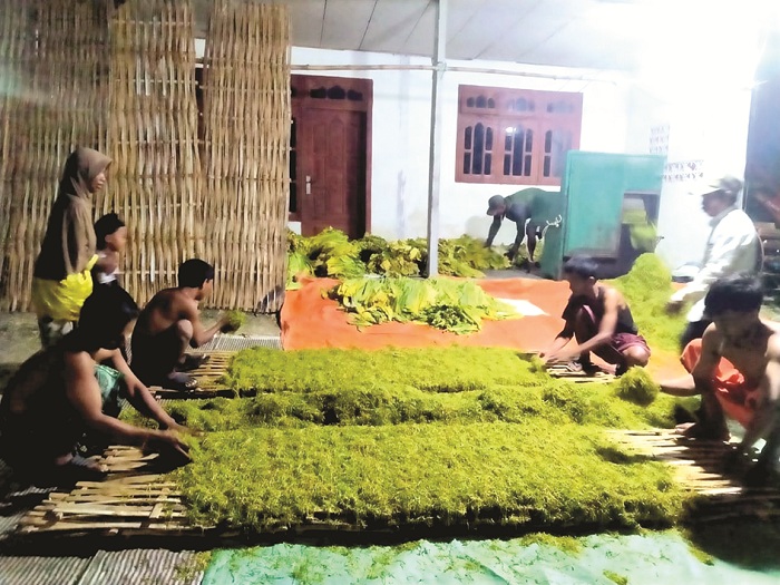DAUN EMAS: Warga merajang tembakau di Dusun Anyir, Desa Panyirangan, Kecamatan Pangarengan, Sampang, Rabu (20/8). (FADIL UNTUK JPRM)